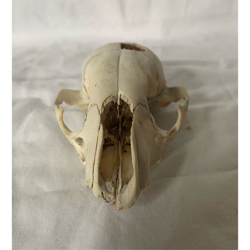 Real RACCOON Skull Taxidermy Skeleton Bones Weathered Cottage Core Goth - Picture 5 of 7